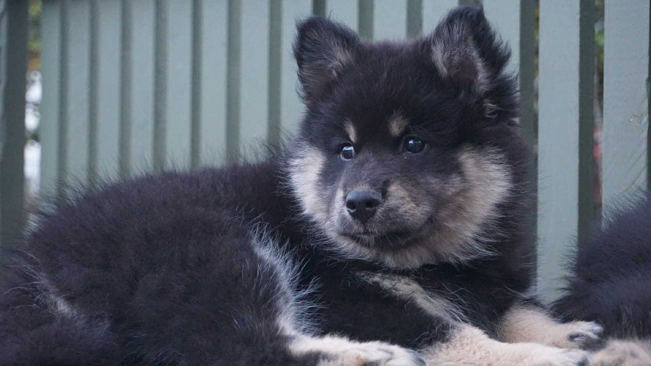 Finsk lapphund tispe