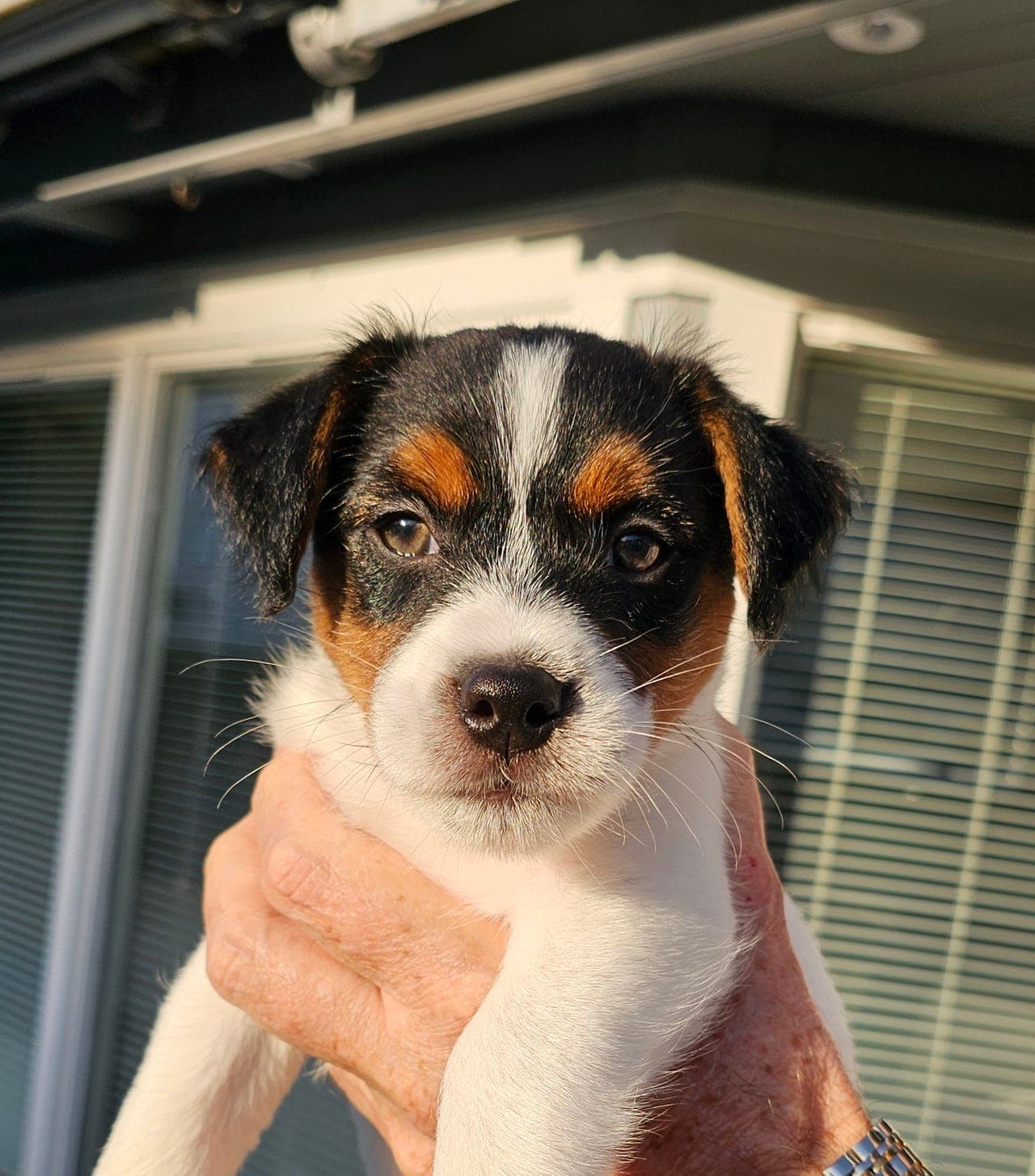 VICTOR ER LEDIG. Herlige NKK-registrerte jack russell terrier valper til salgs