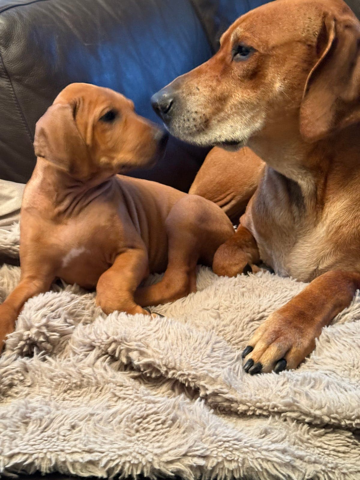 Rhodesian Ridgeback valper