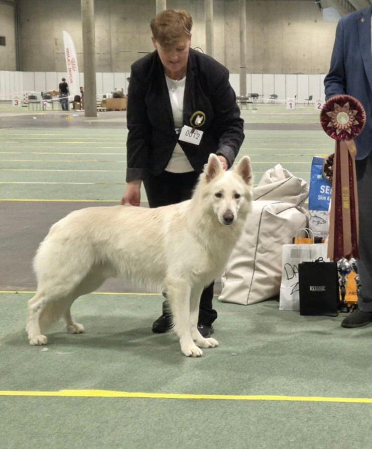 Hvit Gjeterhund søker fôrvert