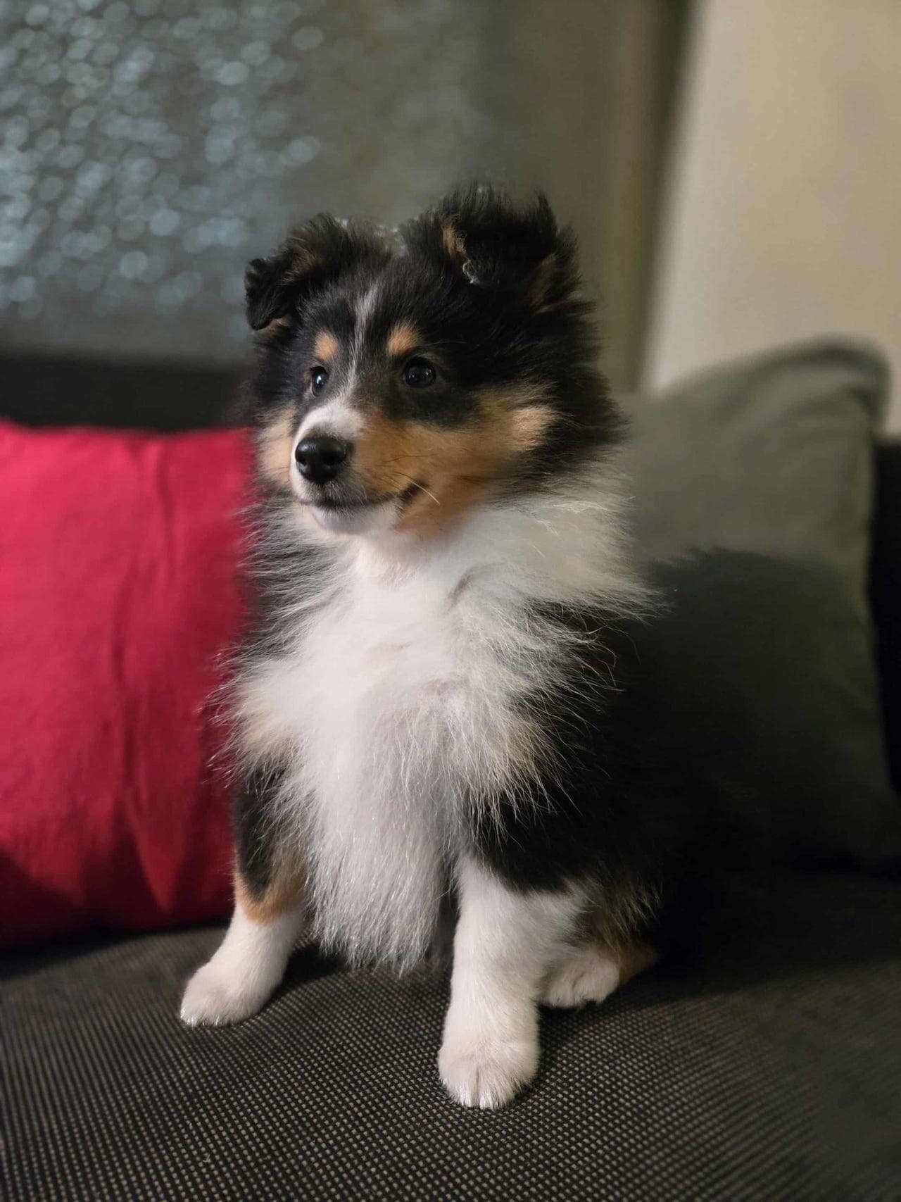 Shetland sheepdog leveringsklar