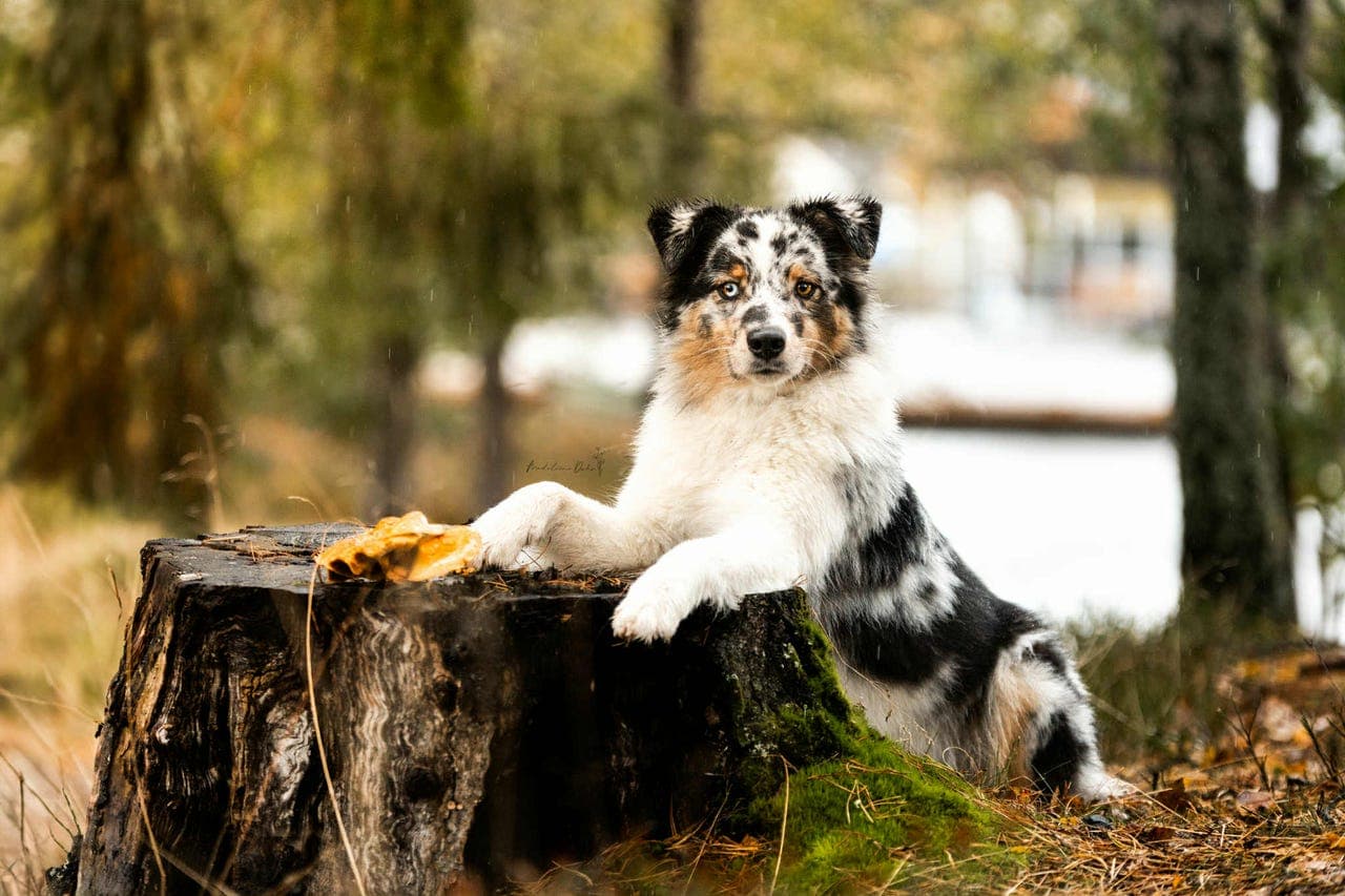 Flotte Australian Shepherd unghunder til sport og aktivt familieliv!