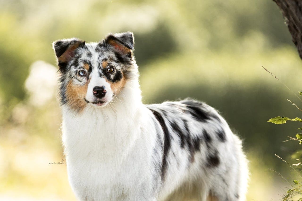 Flott Australian Shepherd unghund til sport og aktivt familieliv!