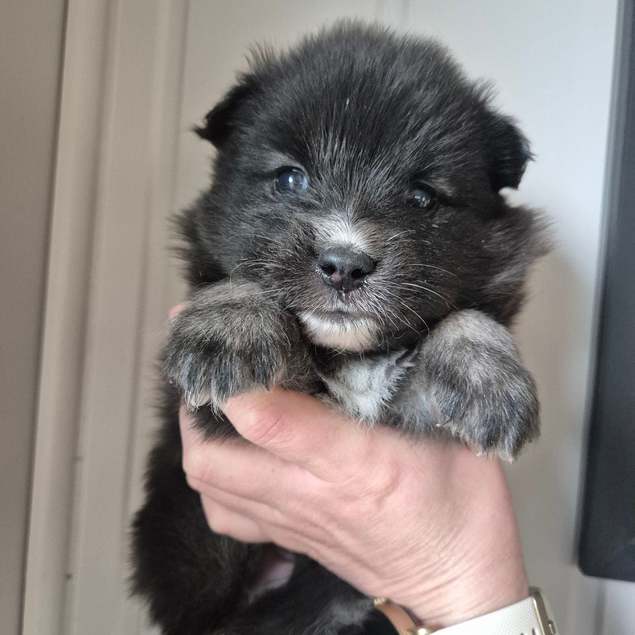 Finsk lapphund valper