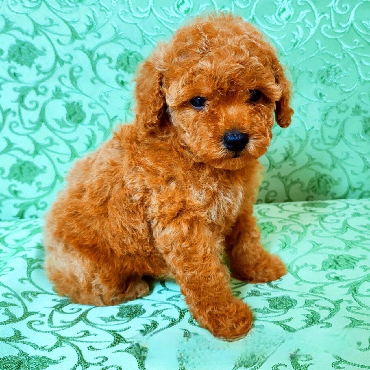 Nydelige toy-dverpuddel tisper til salgs