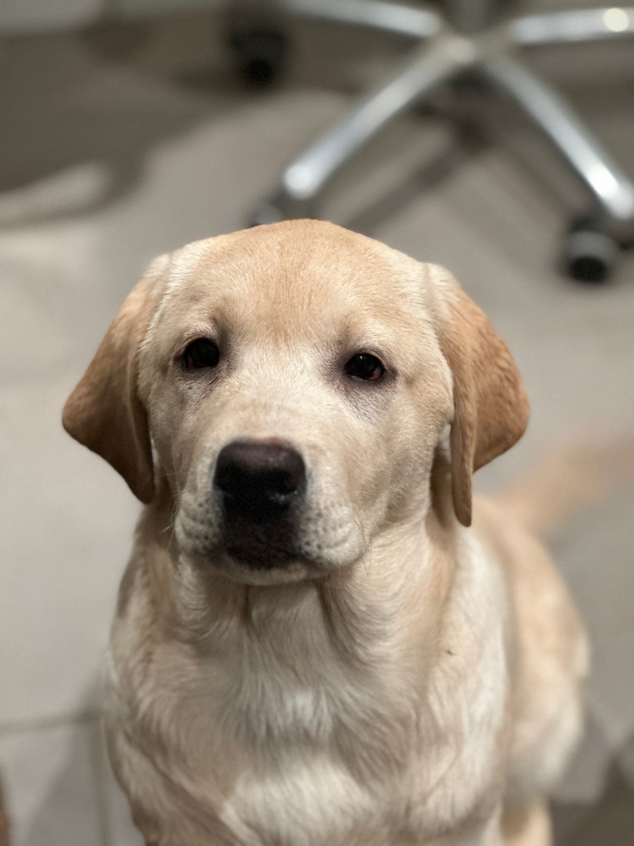 Labrador Retriever kvelpar til salgs