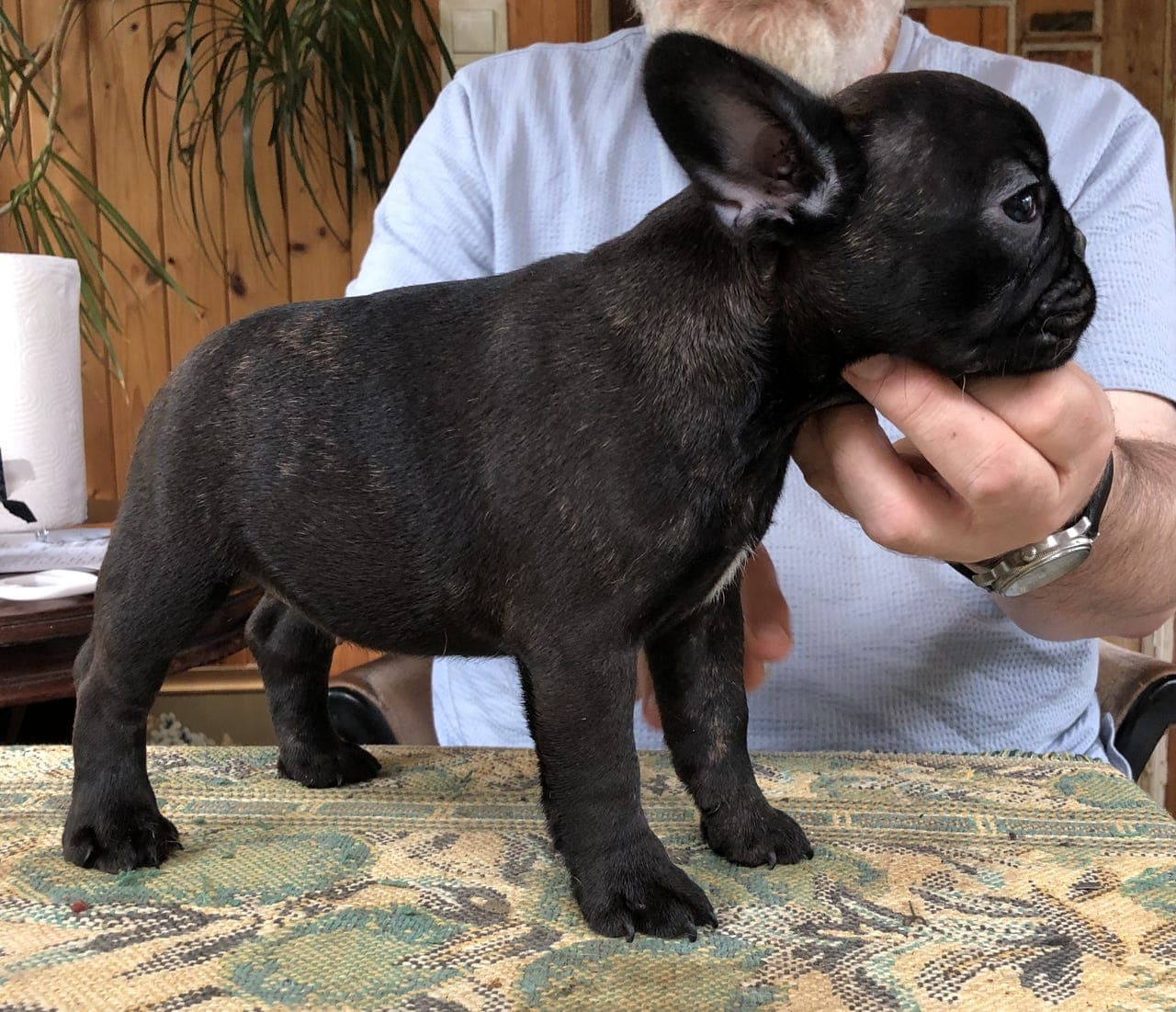 Fransk Bulldog valper