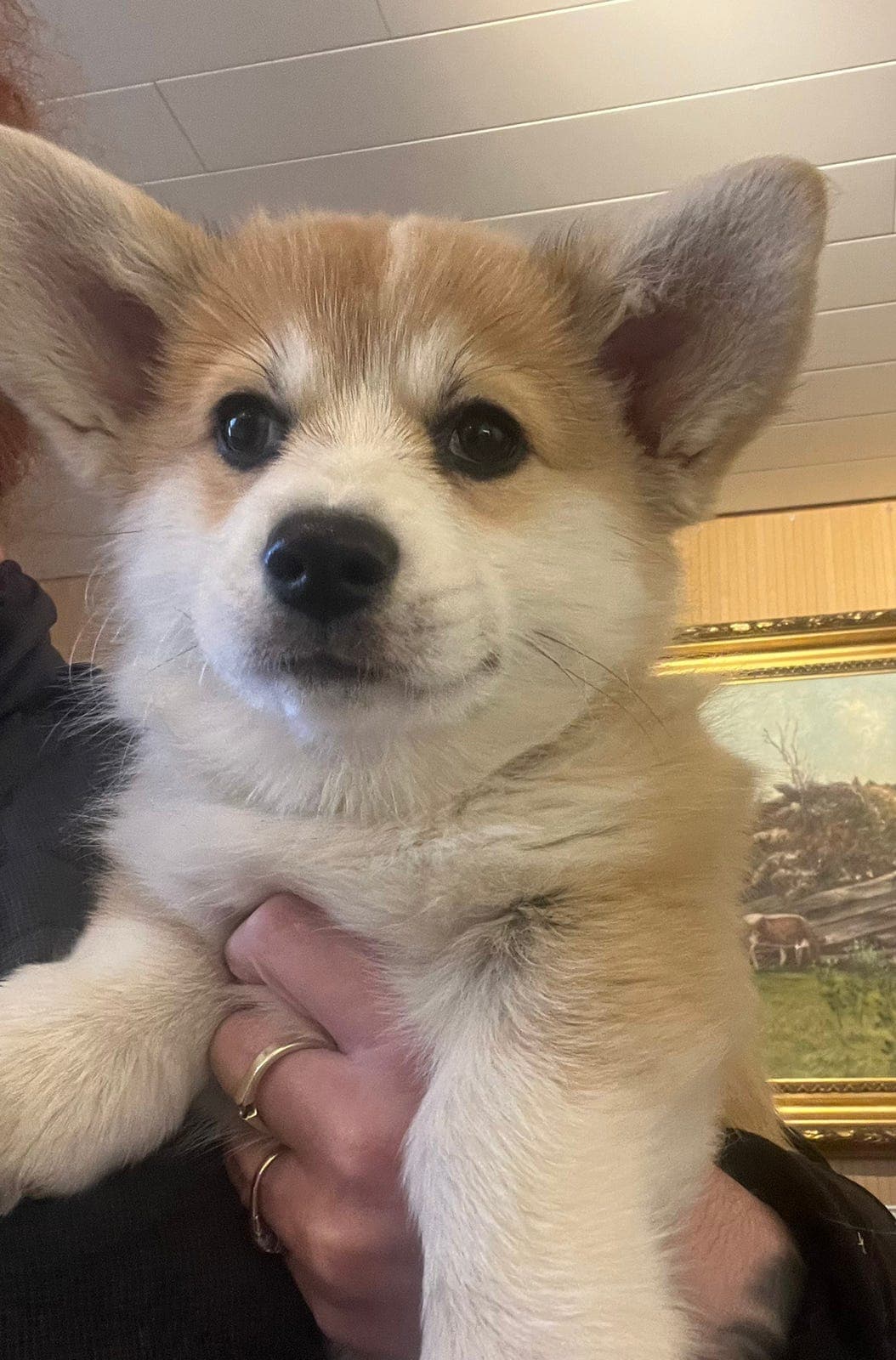 Arctic corgi - tispevalper