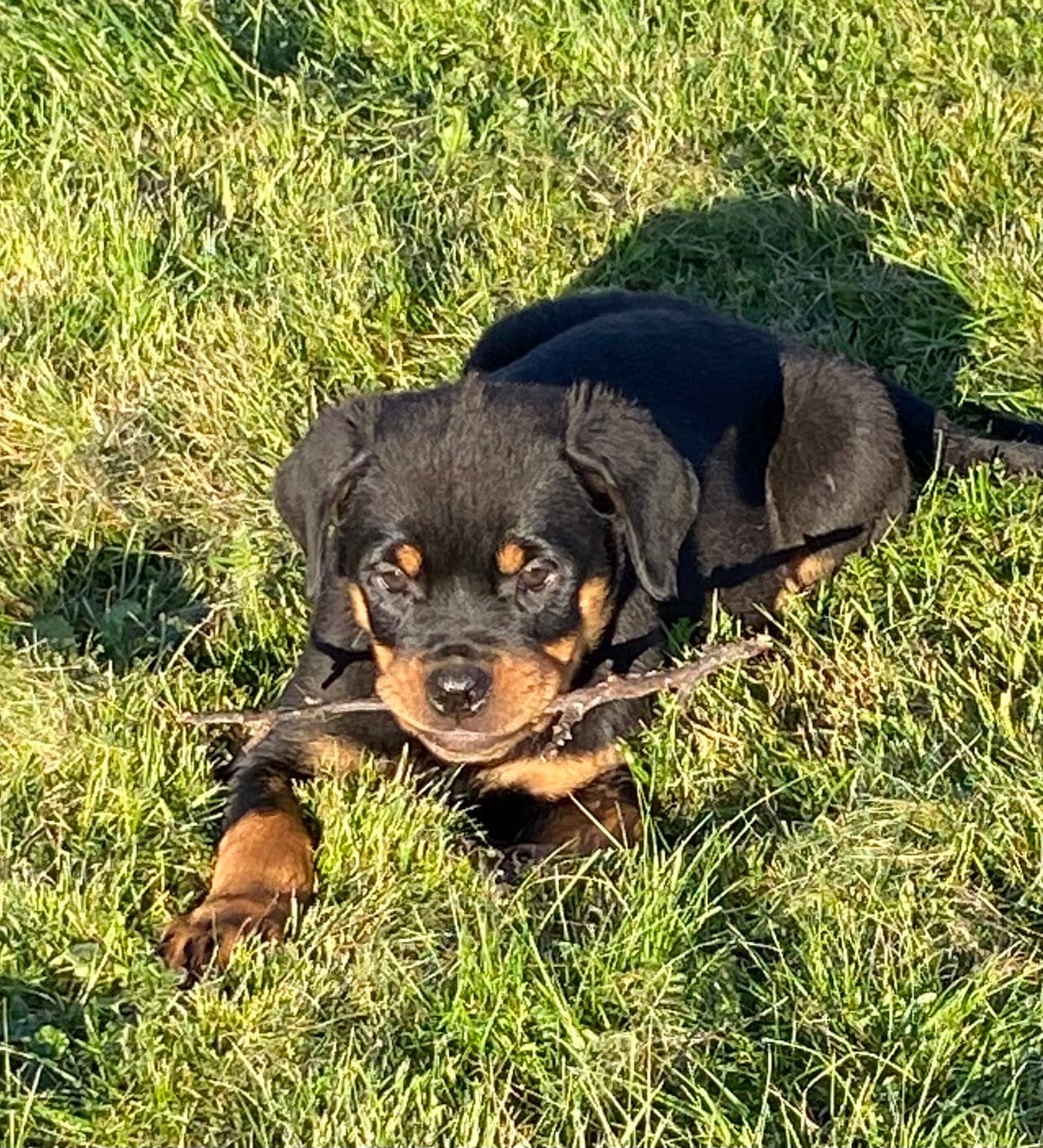 Flotte, Eventyrlystne Rottweiler valper  selges.
