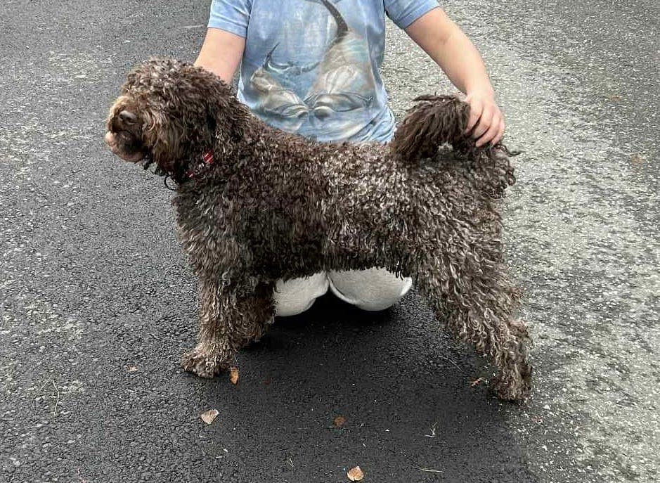 Spanske vannhund valper ventes