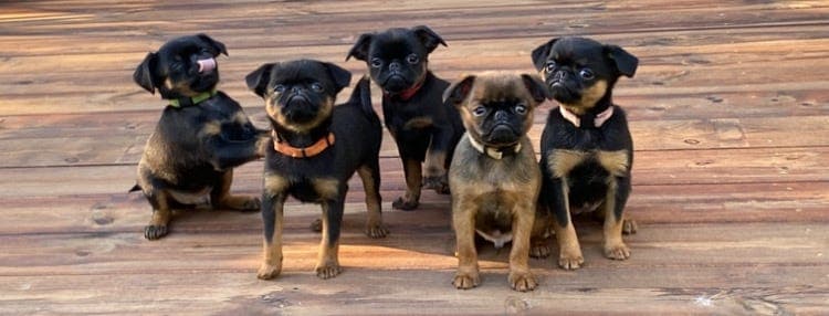 Petit Brabancon valper