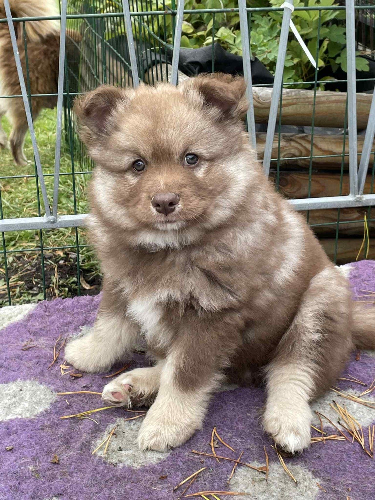 Finsk Lapphund . Bailey ❤️