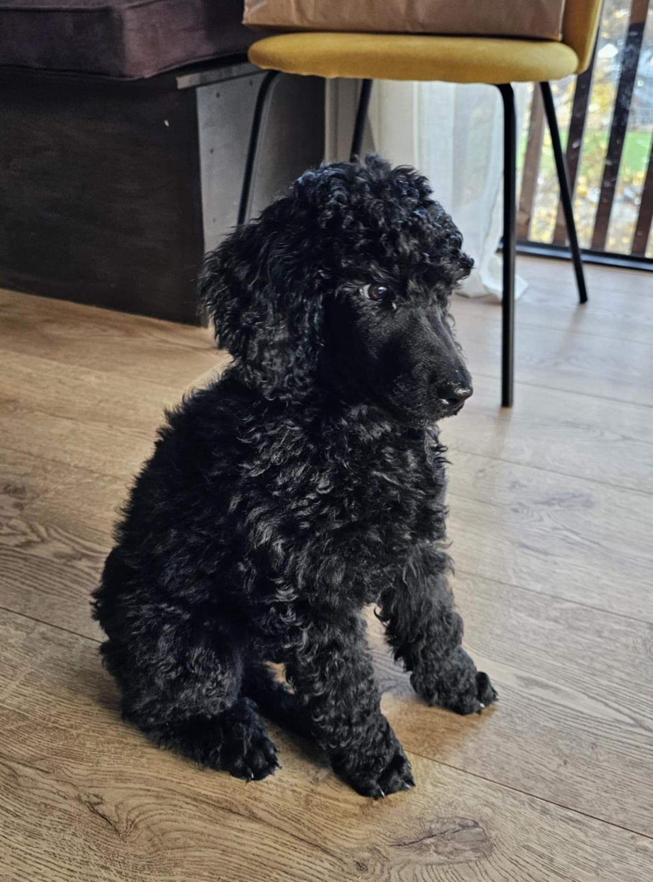 Storpuddel tispe er klar for nytt hjem