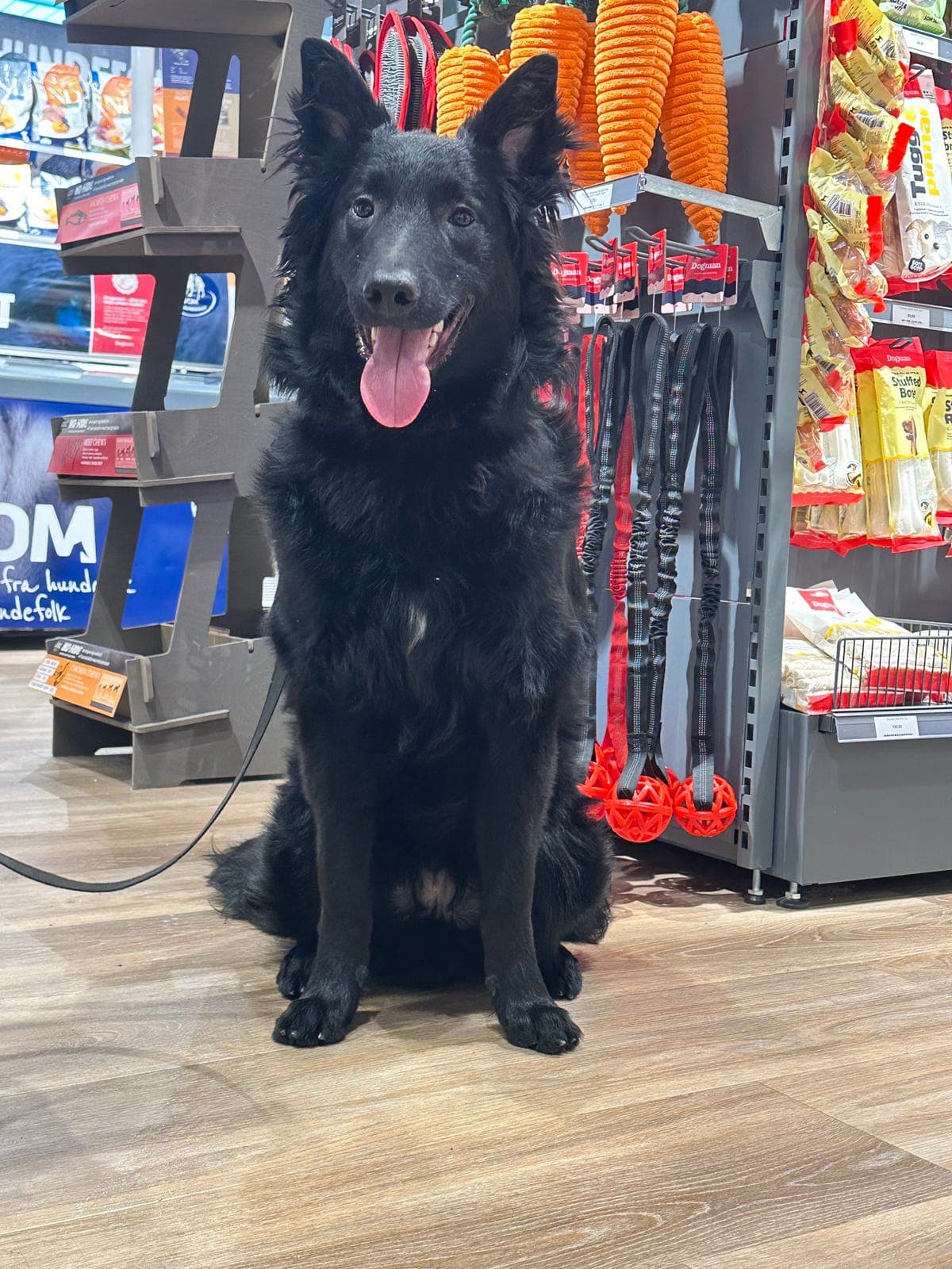 Groenendael hannvalp