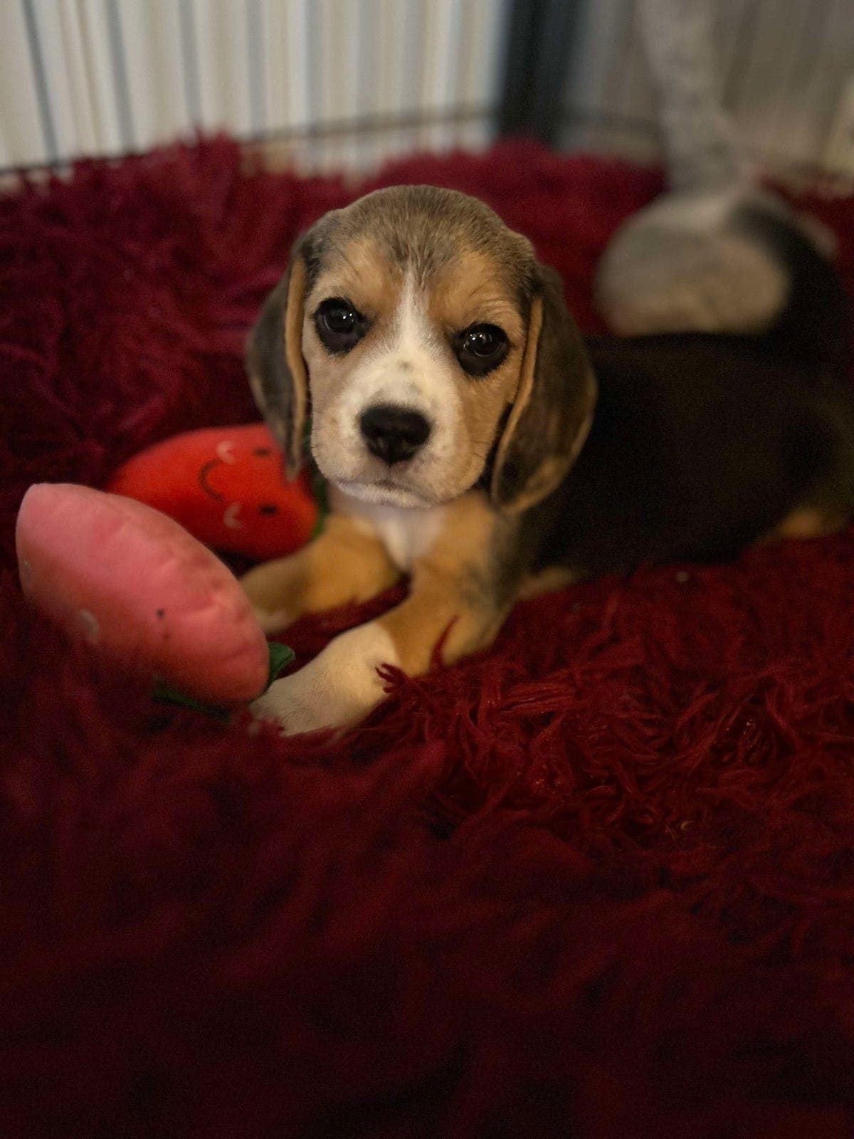 🐾 Beaglevalper til salgs – født 27. september 2025 🐶