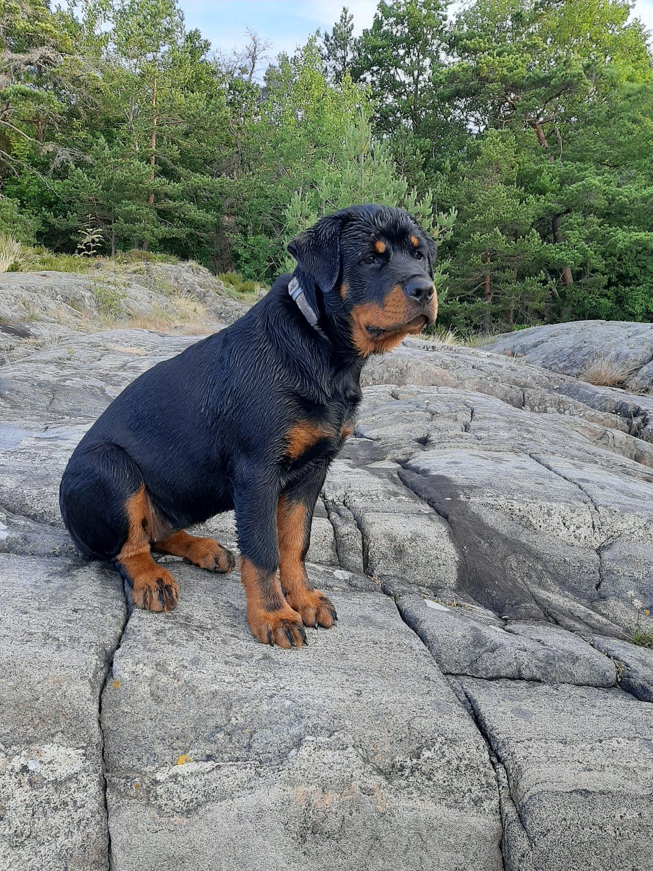 Rottweiler tispe til salgs