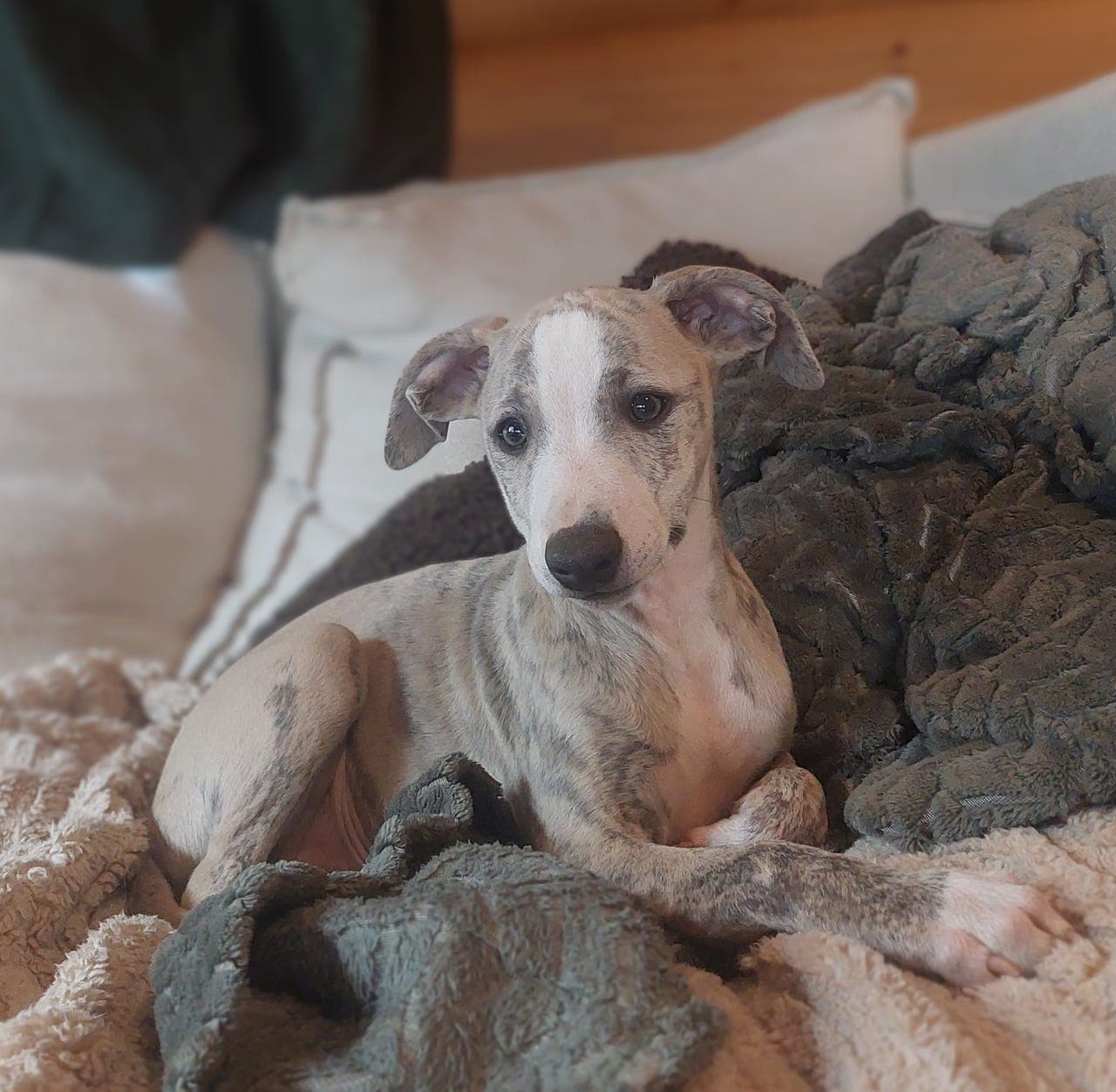 Whippet valper