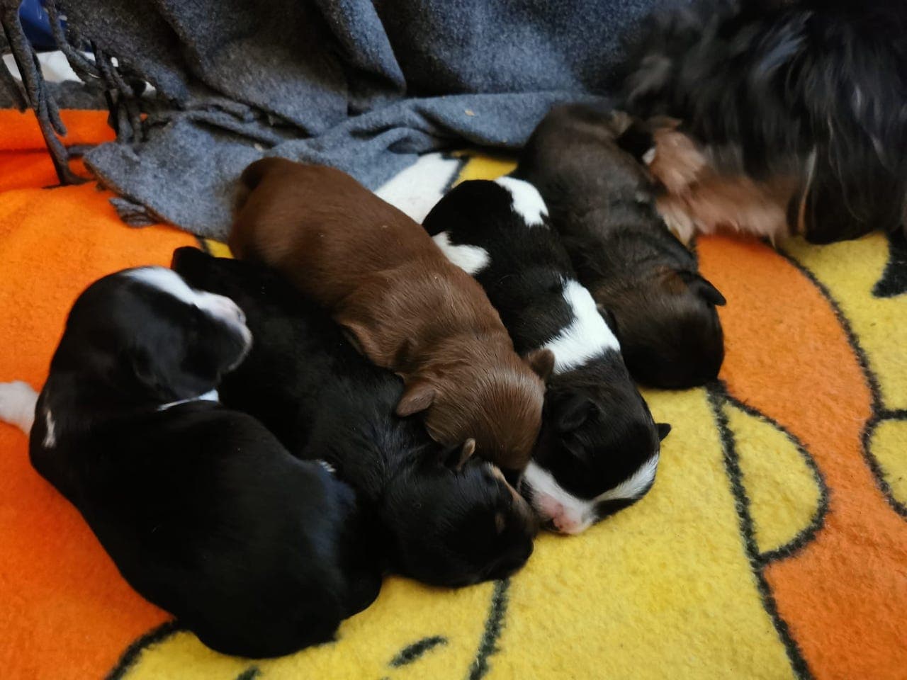 Flotte bishon havanaise valper