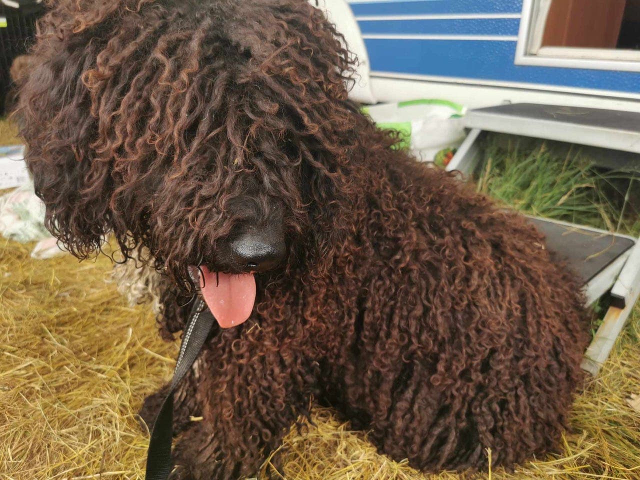 Spansk vannhund hann på 1,5 år søker forvert