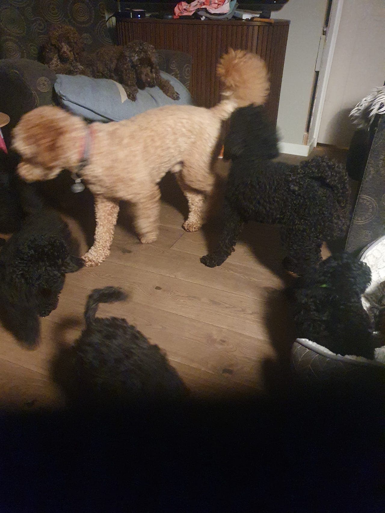 Kennel Venn for alltid har sorte og brune mellompuddel tilsalgs