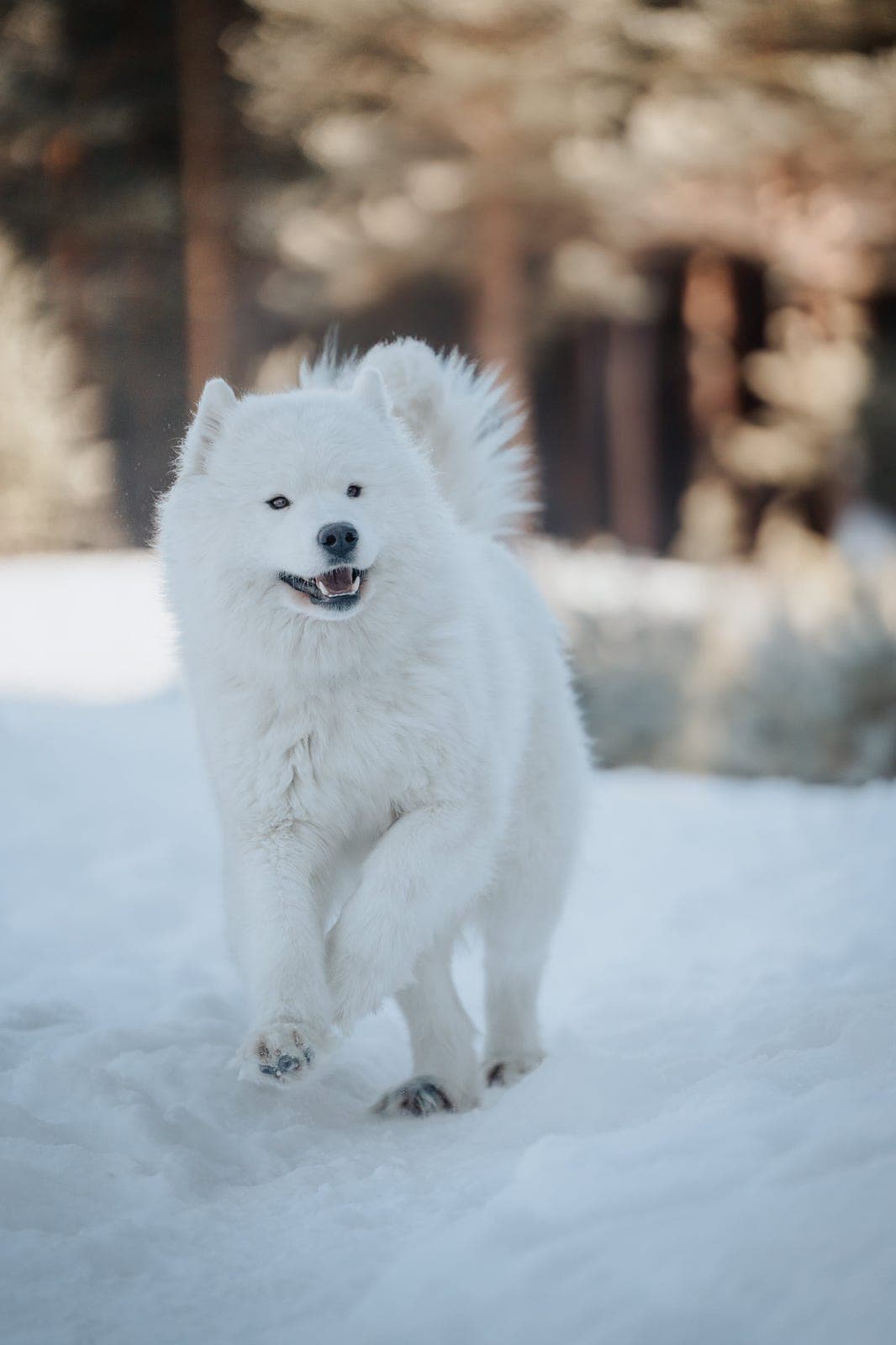 Samojed valper selges