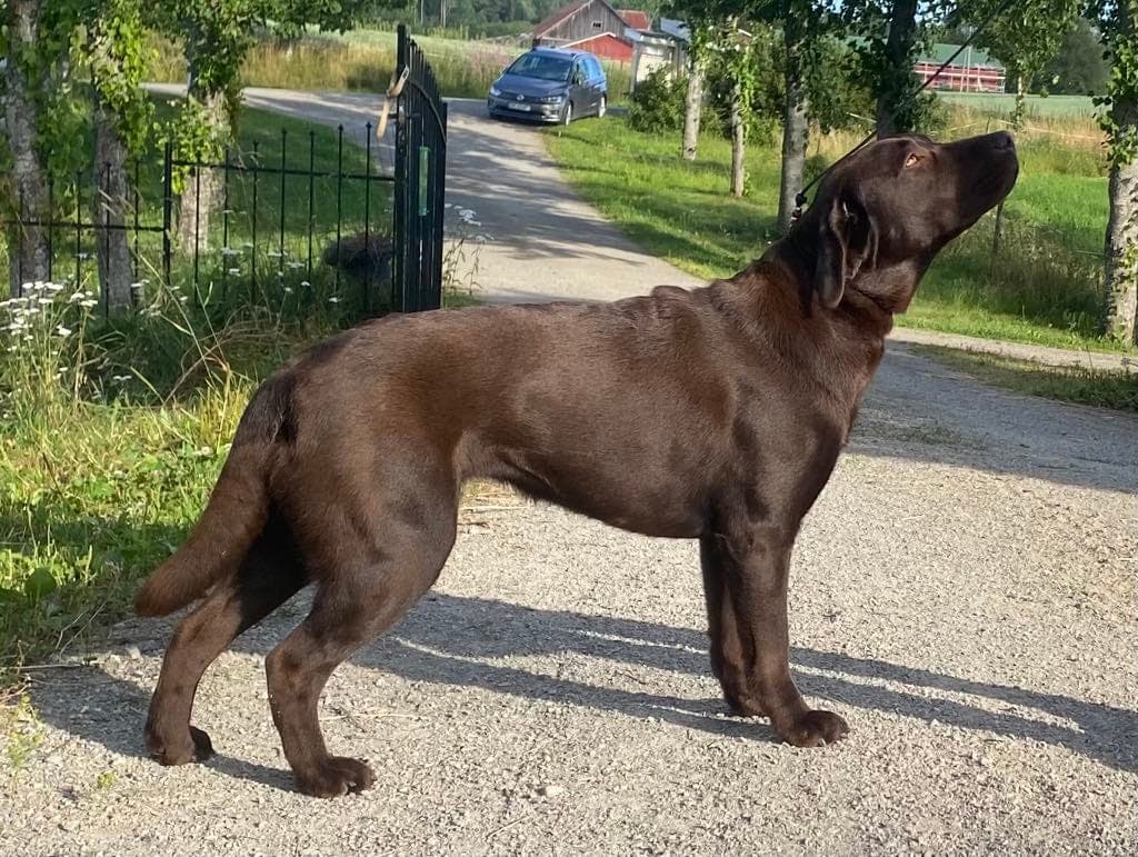 Sorte og brune renrasede Labrador Retriever valper m levering fra 17.nov