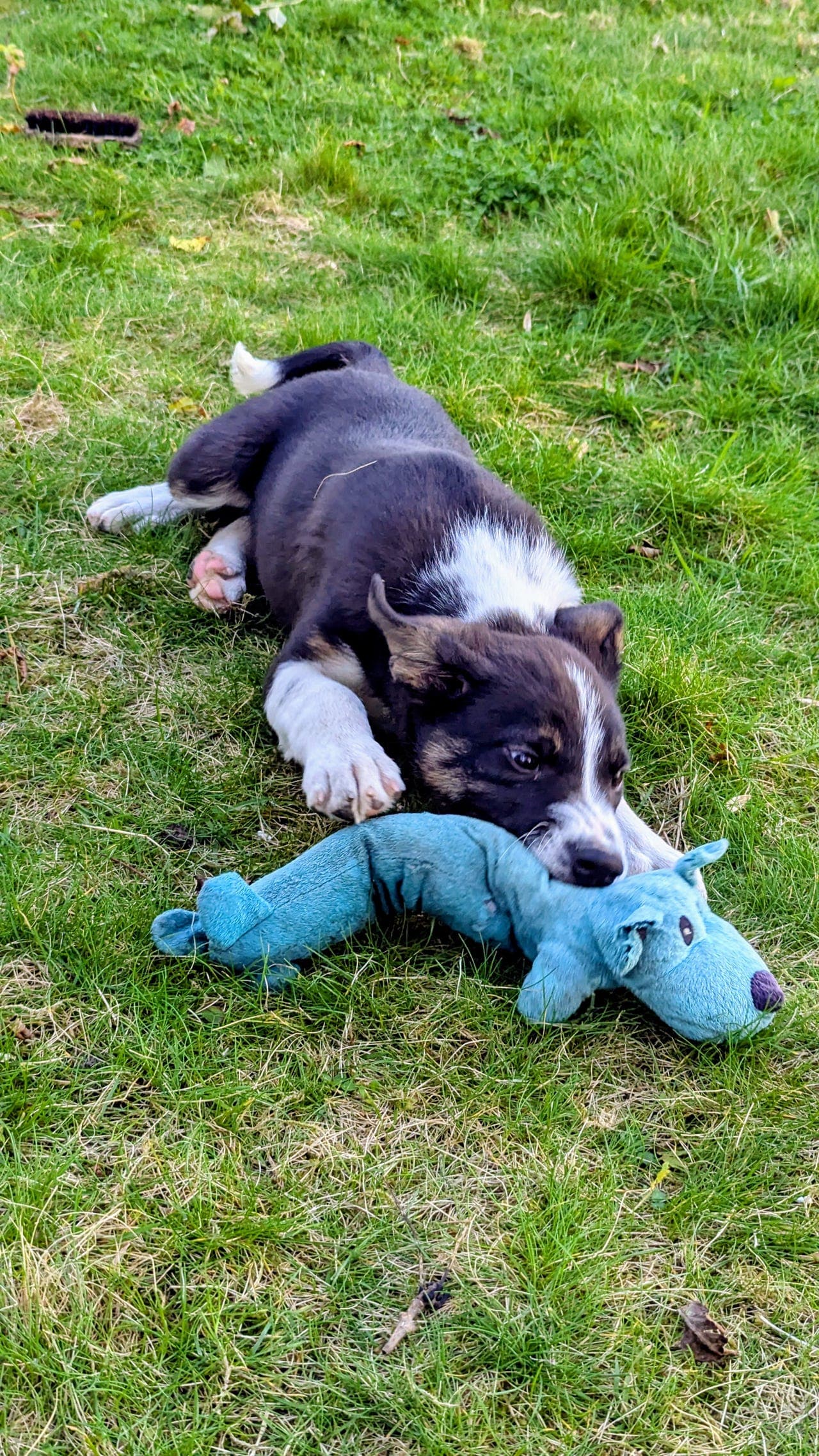 Border collie hanner gjeterhundlinjer NKK registrerte