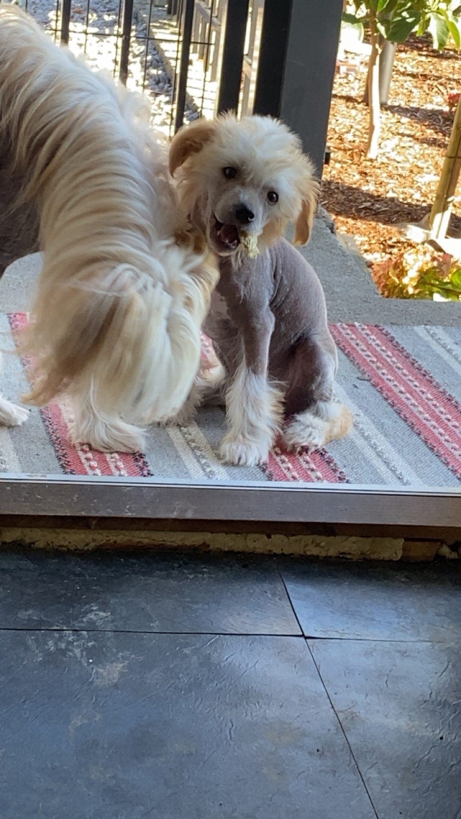 Chinese crested valper