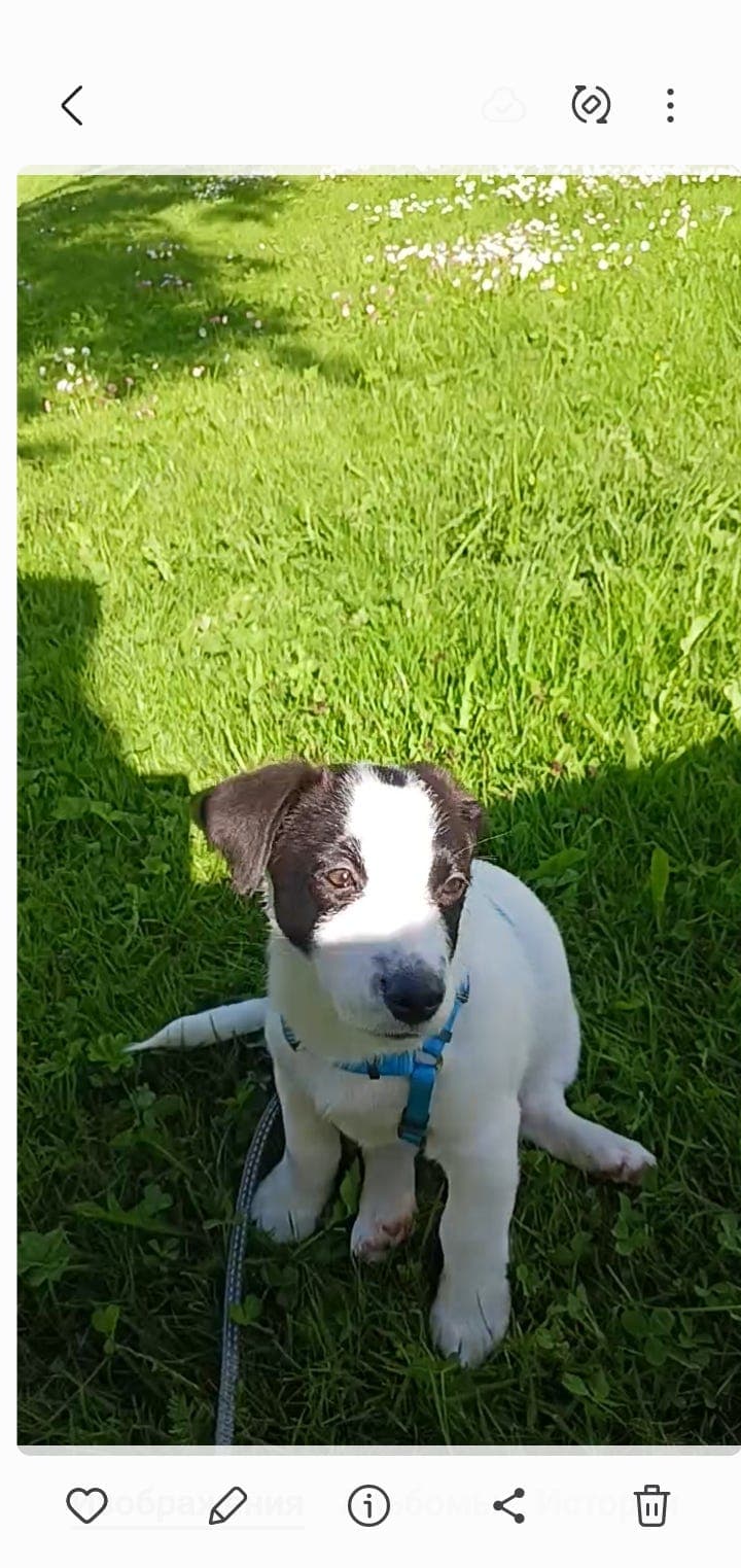 Vakker Jack Russell Terrier valp til salgs