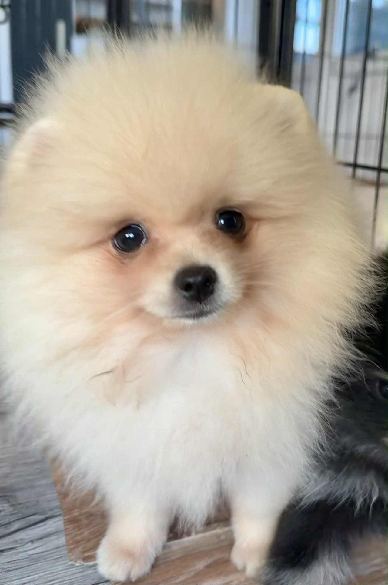 Pomeranian gutt