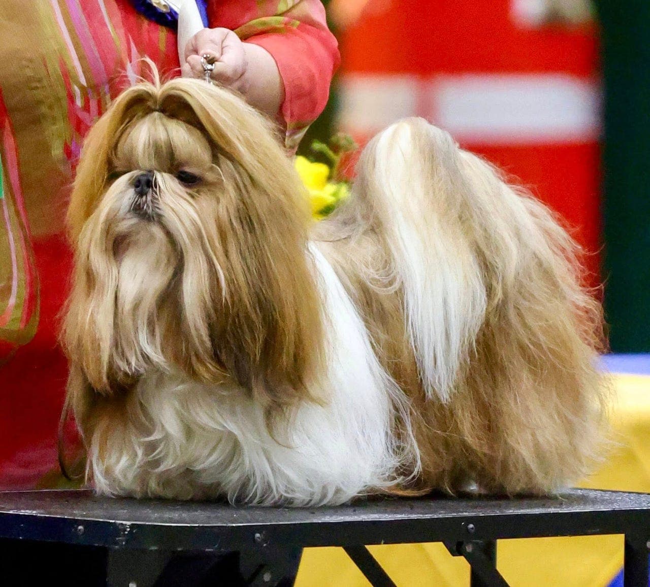 NKK Registrerte Shih Tzu Valper til salgs