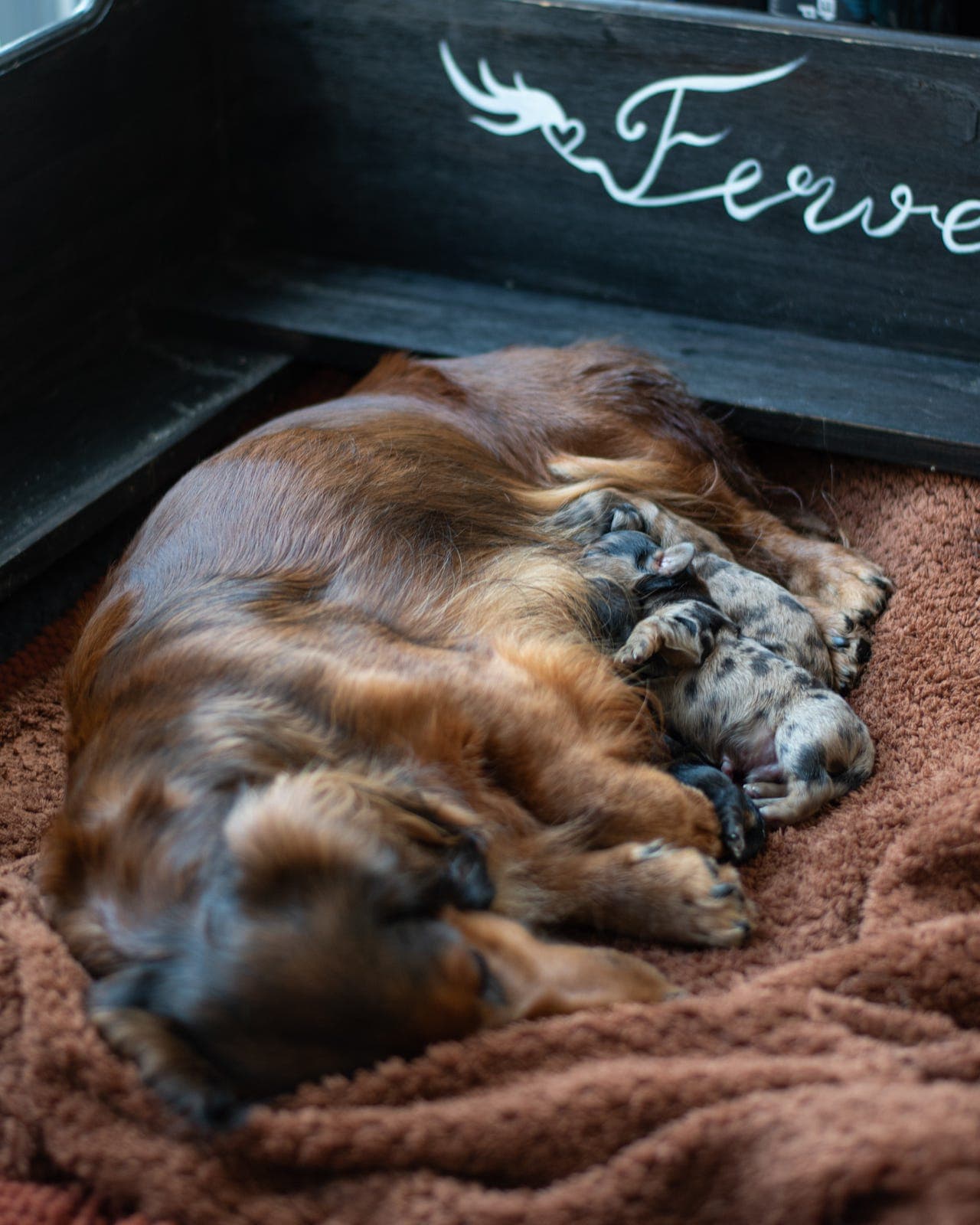 Langhåret dachshund guttevalper til salgs