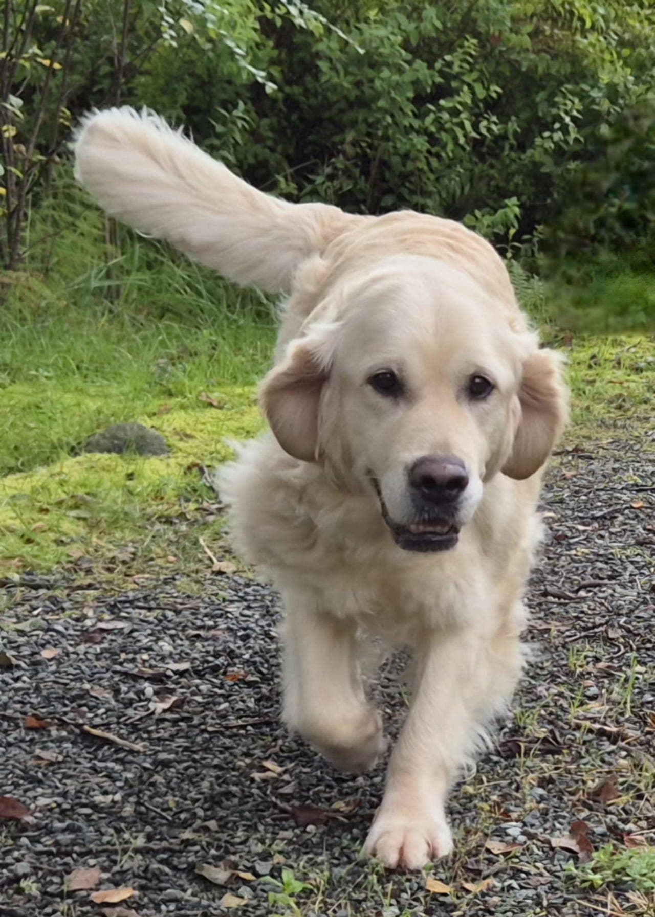 Vakre golden retriever valper ventes 12 og 16 oktober
