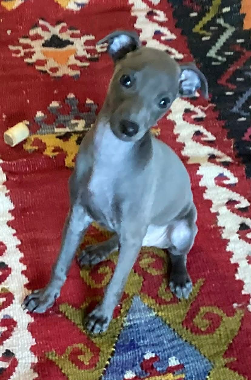 Blå Italiensk Mynde – den siste lille prinsen søker sitt hjem 👑