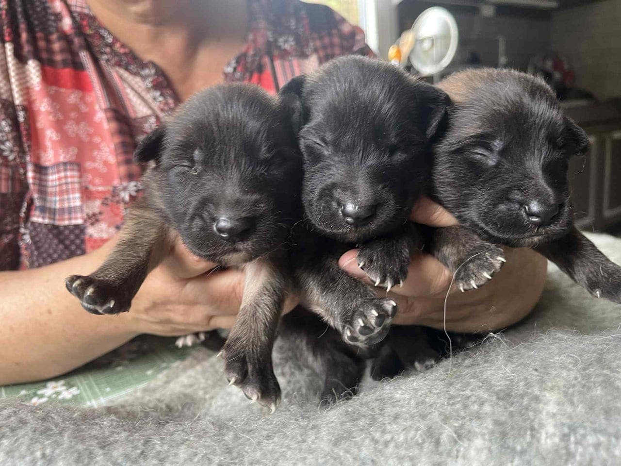 Belgisk fårehund Tervueren