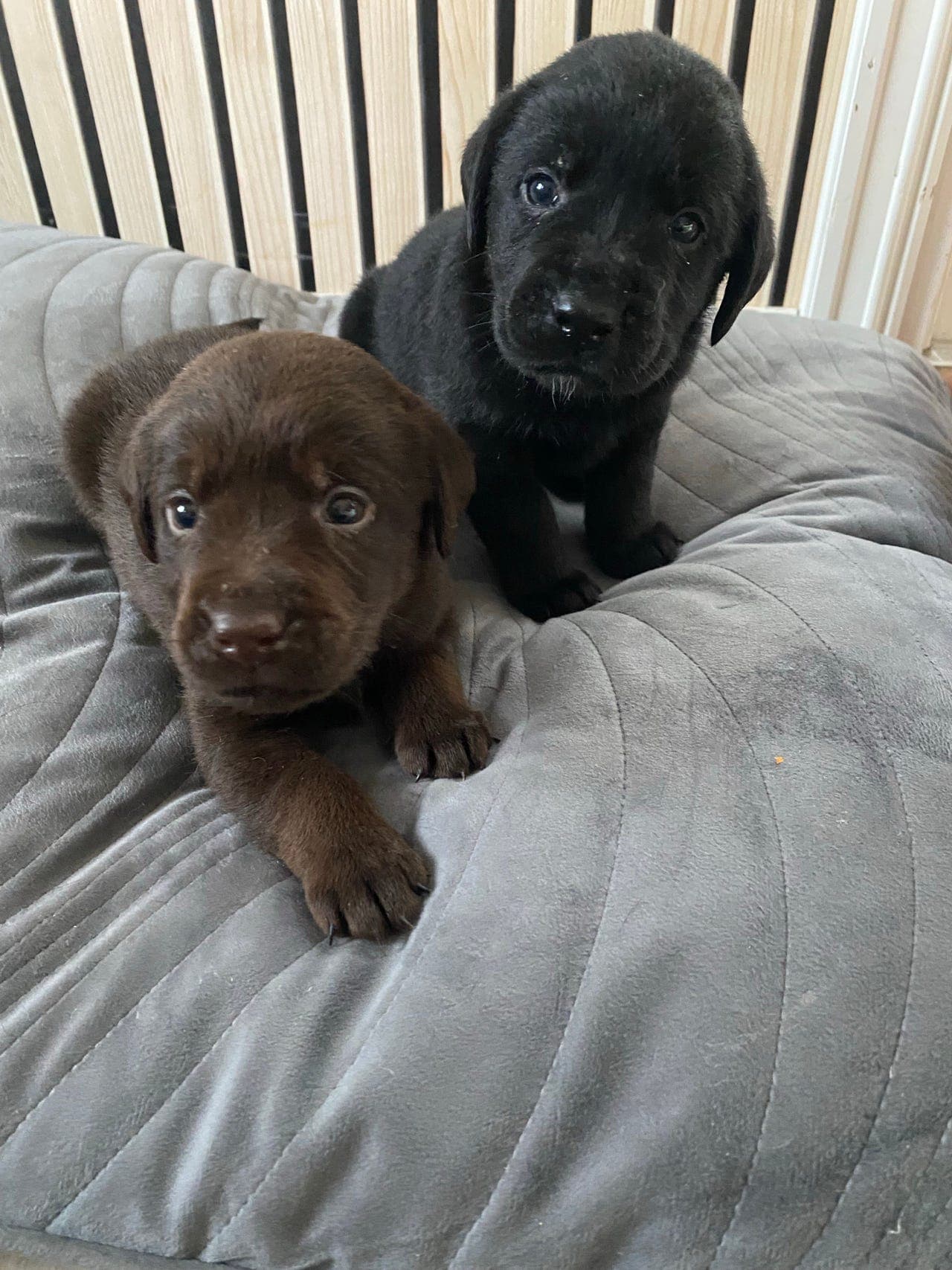 Labrador Retriever valper selges