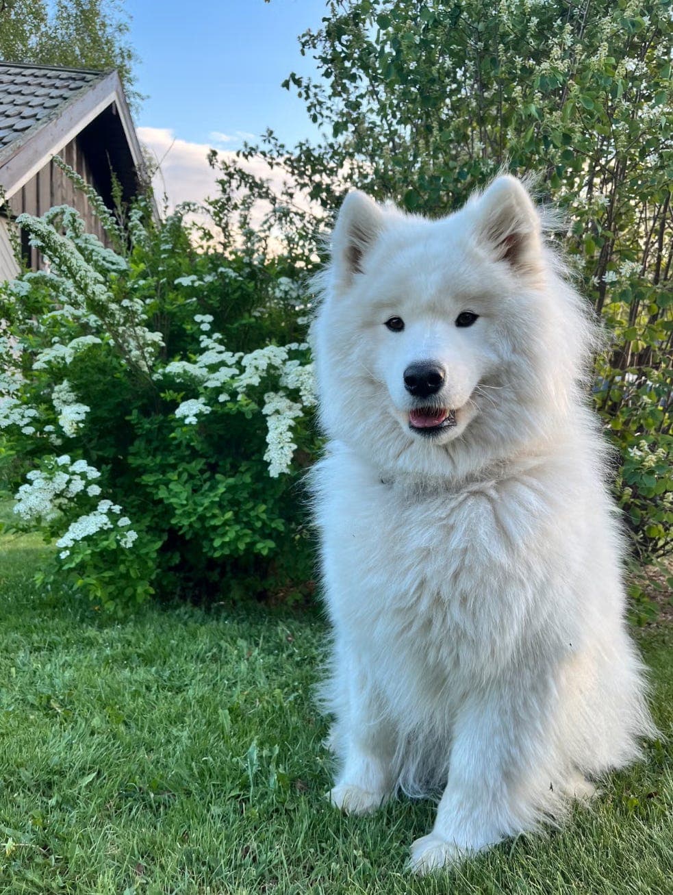 4 år gammel samoyedtispe vurderes omplassert