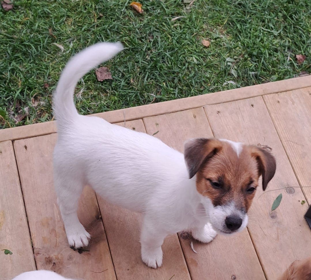 Jack Russell terrier nkk reg