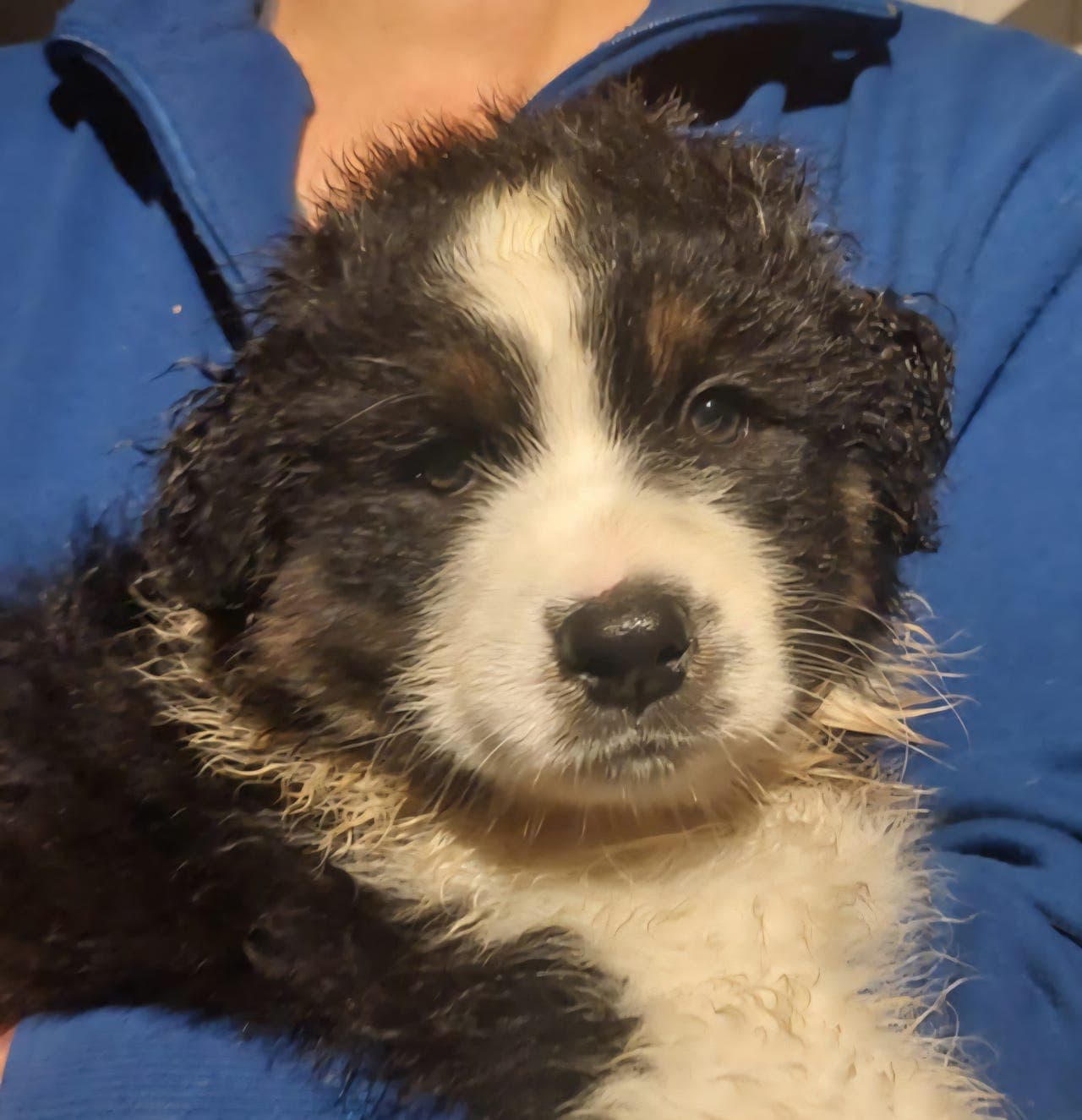 Australian Shepherd gutt