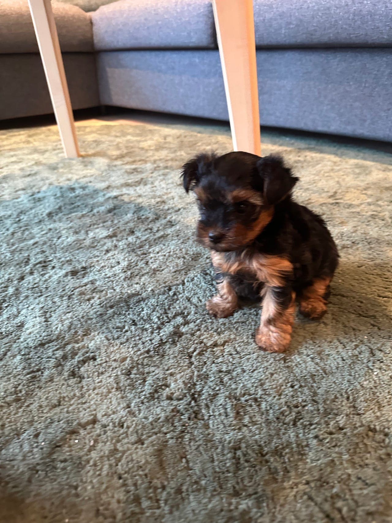 Yorkshire Terrier