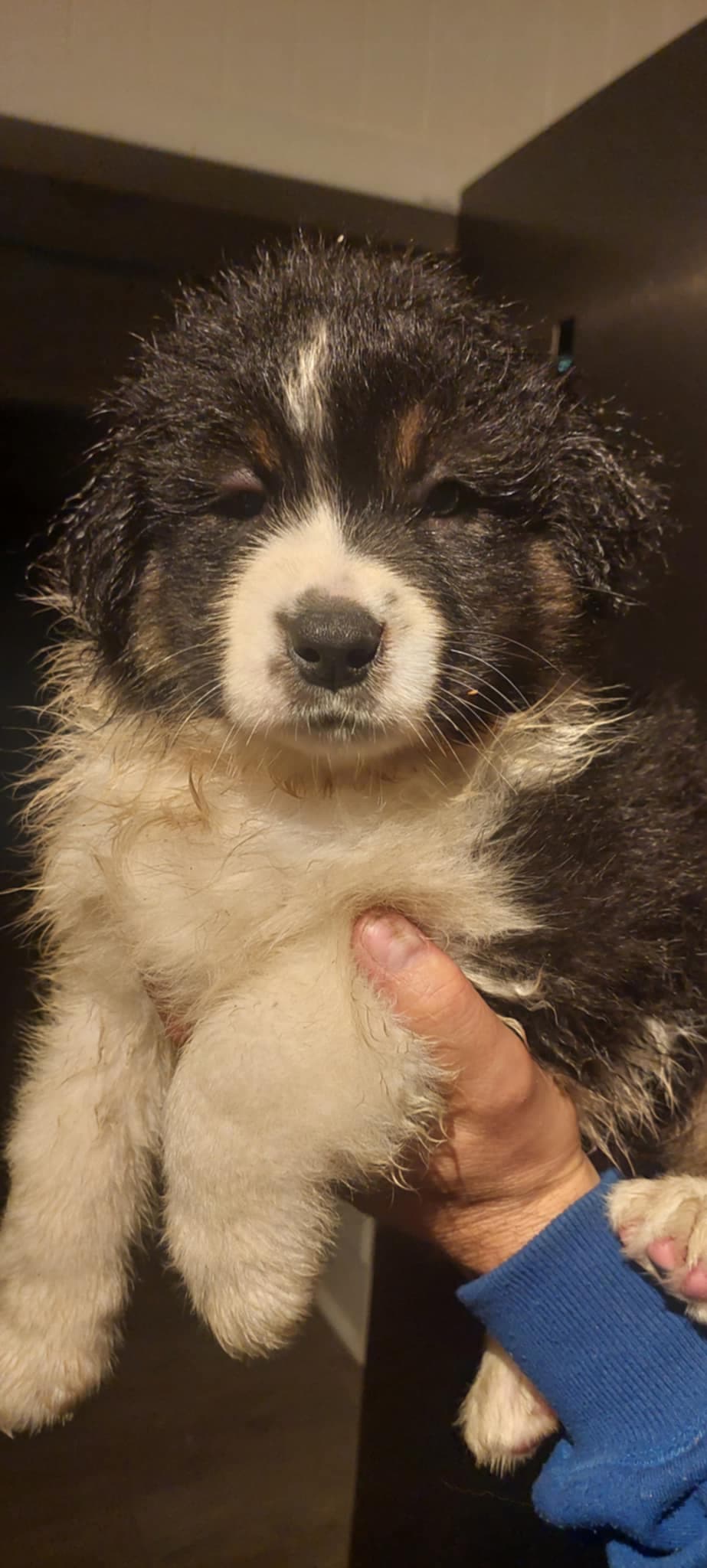 Australian Shepherd gutt