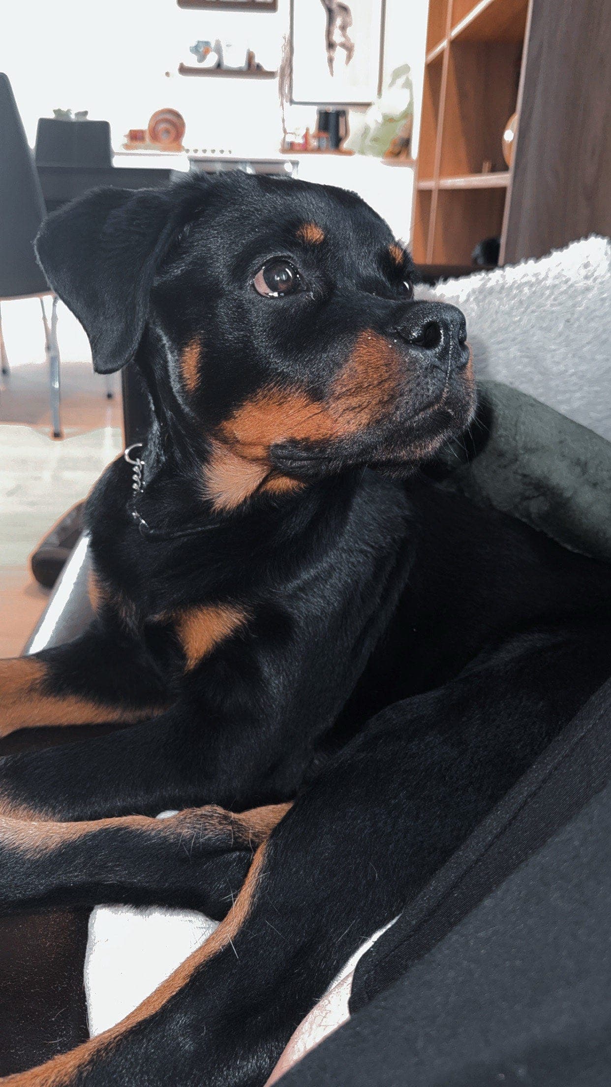 Rottweiler tispe