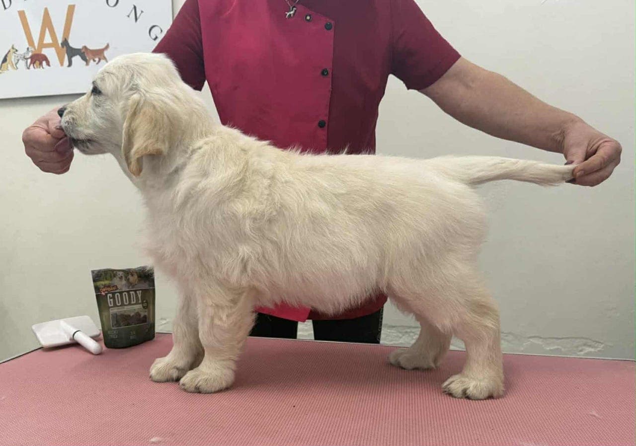 Golden retriever valp