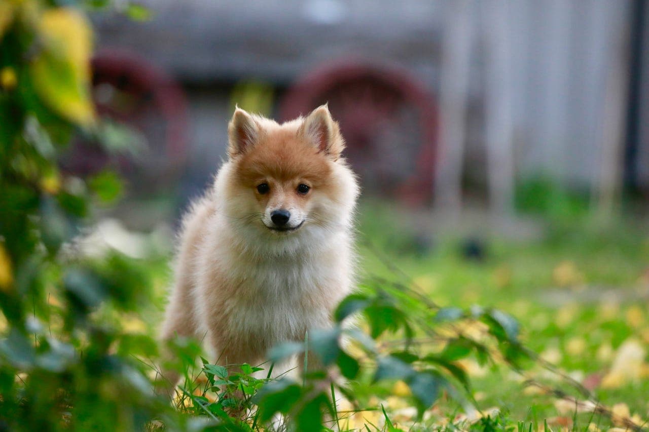 Volpino Italiano hannhund - 4mnd