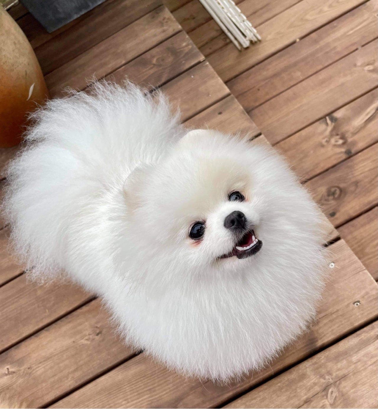 Hvit Pomeranian reg i NKK