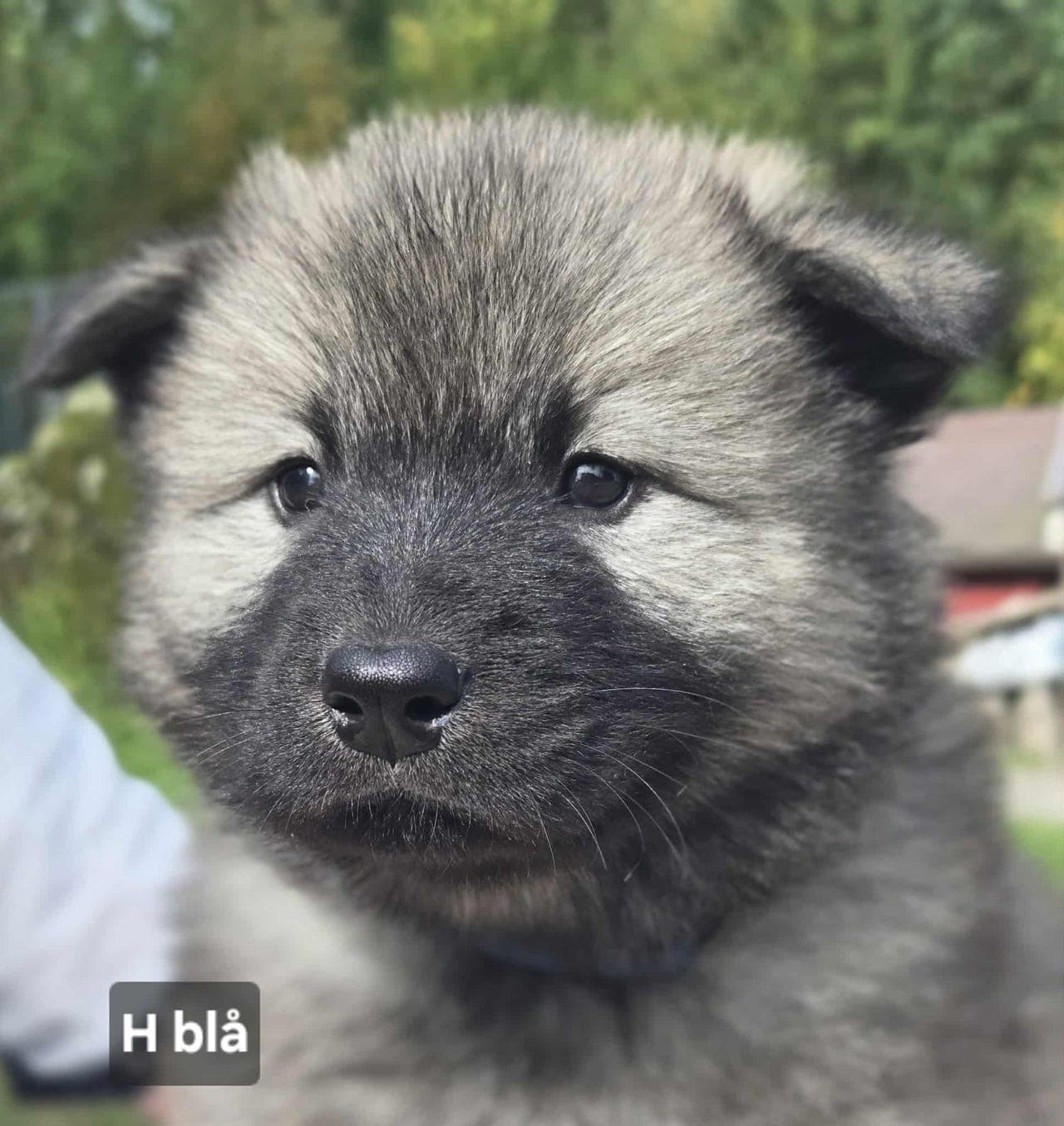 EURASIER VALP: CINGO 9 UKER