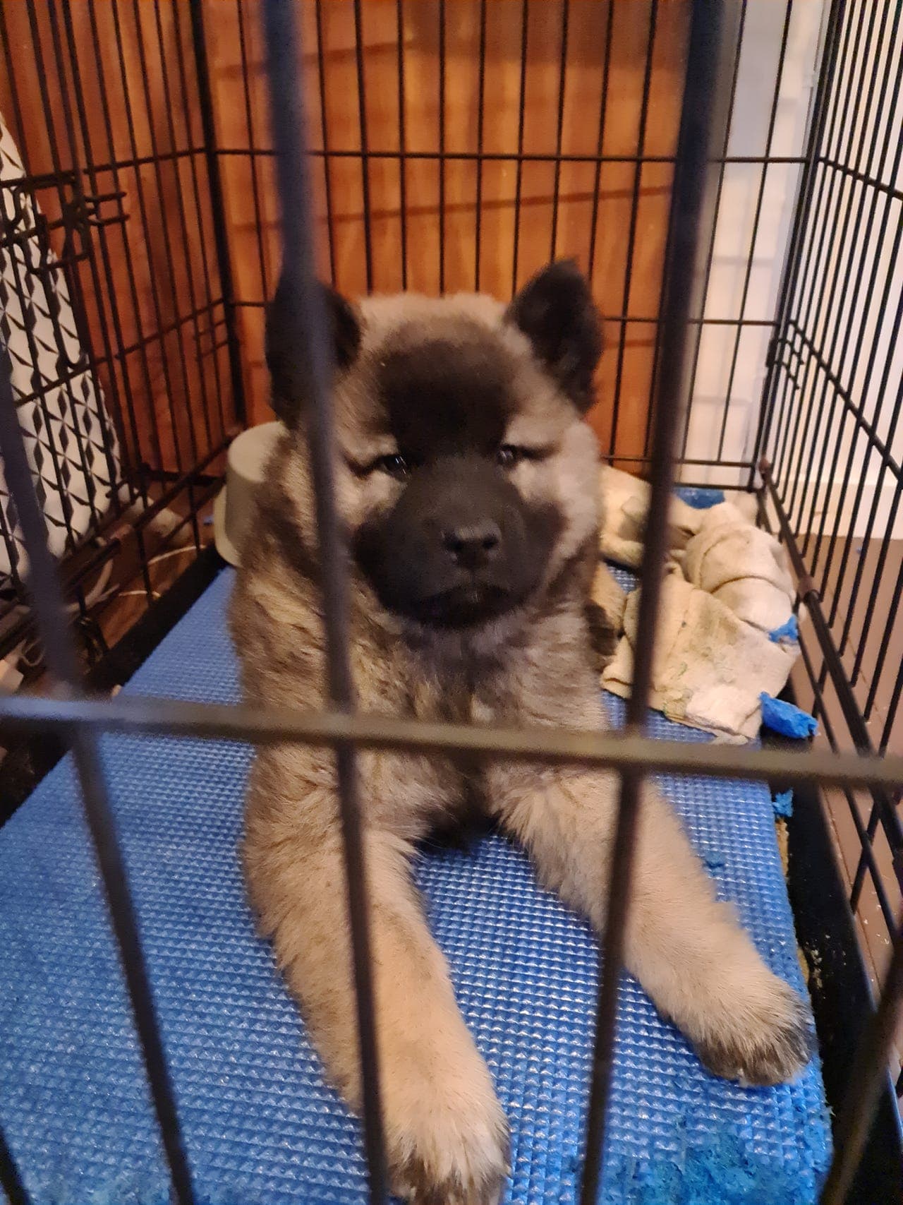EURASIER VALP: CASPER 9 UKER