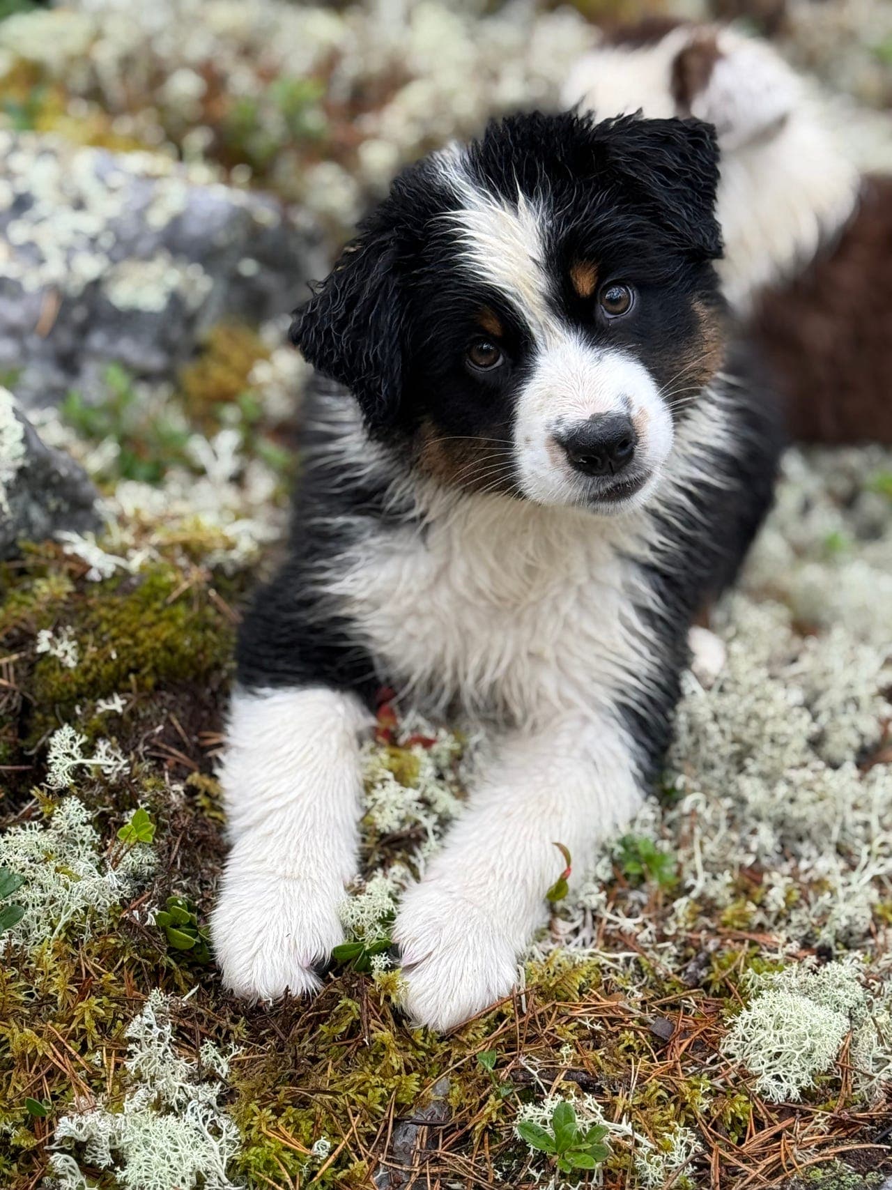 Australian Shepherd hannvalp