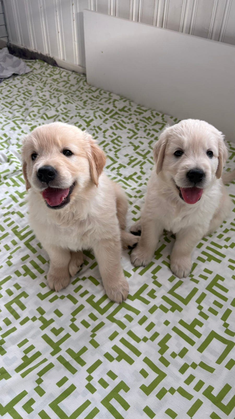 Golden Retriever valper til salgs