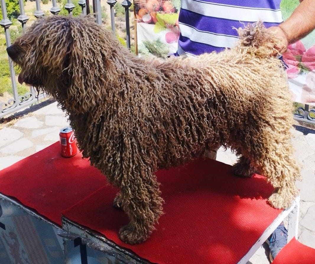 Spansk vannhund valper